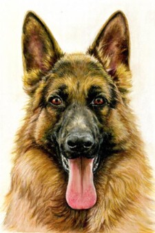 alsatian