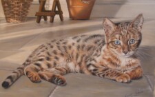 bengal kitten
