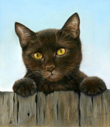 black cat fence