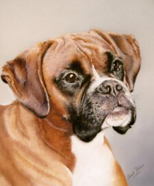 boxer