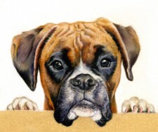 boxer 2