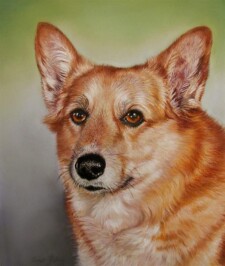 corgi