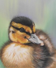 duckling
