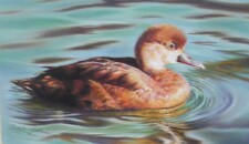 female pochard