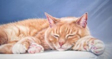 forty winks