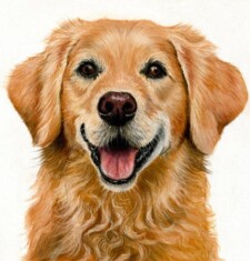 golden retriever