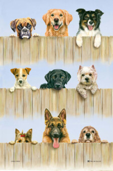 k9