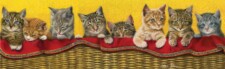 kittens in a line