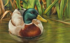 male mallard