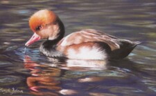 male pochard