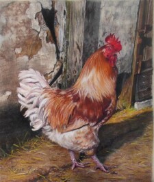 proud cockerel