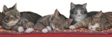 tabbies