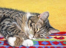 tabby