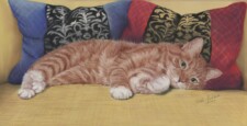 ziggy and cushions